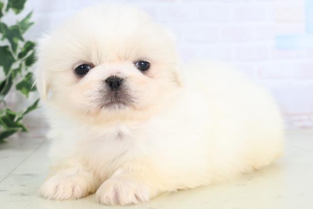 福岡県のペキニーズ (Coo&RIKUゆめタウン飯塚店/2025年11月29日生まれ/男の子/ホワイト)の子犬の3枚目の画像