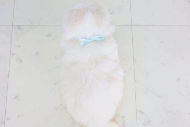 福岡県のペキニーズ (Coo&RIKUゆめタウン飯塚店/2025年11月29日生まれ/男の子/ホワイト)の子犬の4枚目の画像