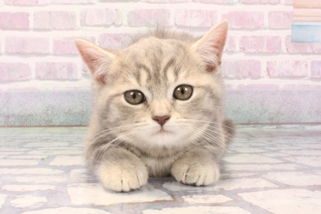 大阪府のマンチカン (Coo&RIKU天王寺店/2025年11月27日生まれ/女の子/ブルータビー)の子猫