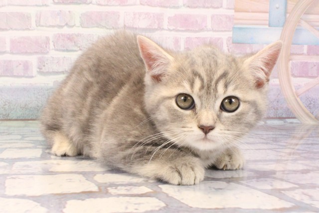 大阪府のマンチカン (Coo&RIKU天王寺店/2025年11月27日生まれ/女の子/ブルータビー)の子猫の2枚目の画像