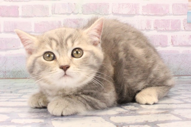 大阪府のマンチカン (Coo&RIKU天王寺店/2025年11月27日生まれ/女の子/ブルータビー)の子猫の3枚目の画像