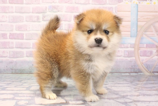 大阪府のポメ柴/豆ポメ/ポメ豆柴(ポメラニアン×柴犬) (Coo&RIKU心斎橋店/2025年11月27日生まれ/女の子/赤)の子犬の2枚目の画像