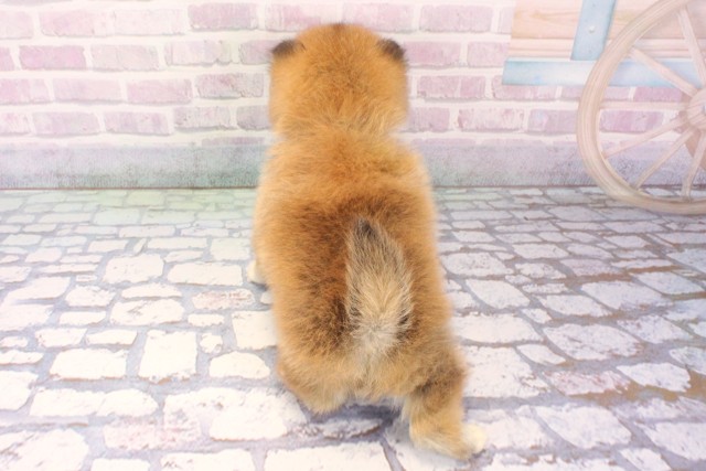 大阪府のポメ柴/豆ポメ/ポメ豆柴(ポメラニアン×柴犬) (Coo&RIKU心斎橋店/2025年11月27日生まれ/女の子/赤)の子犬の4枚目の画像