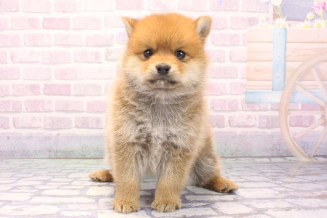大阪府のポメ柴/豆ポメ/ポメ豆柴(ポメラニアン×柴犬) (Coo&RIKU天王寺店/2025年11月26日生まれ/男の子/赤)の子犬