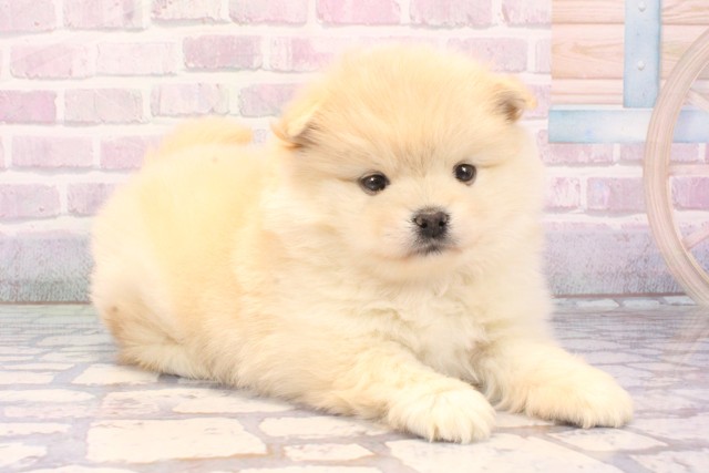 京都府のポメ柴/豆ポメ/ポメ豆柴(ポメラニアン×柴犬) (Coo&RIKU京都河原町店/2025年11月26日生まれ/男の子/白)の子犬の2枚目の画像