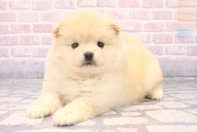 京都府のポメ柴/豆ポメ/ポメ豆柴(ポメラニアン×柴犬) (Coo&RIKU京都河原町店/2025年11月26日生まれ/男の子/白)の子犬の3枚目の画像