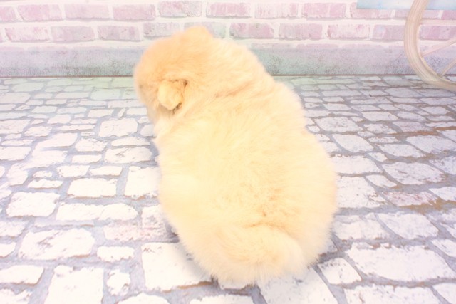 京都府のポメ柴/豆ポメ/ポメ豆柴(ポメラニアン×柴犬) (Coo&RIKU京都河原町店/2025年11月26日生まれ/男の子/白)の子犬の4枚目の画像