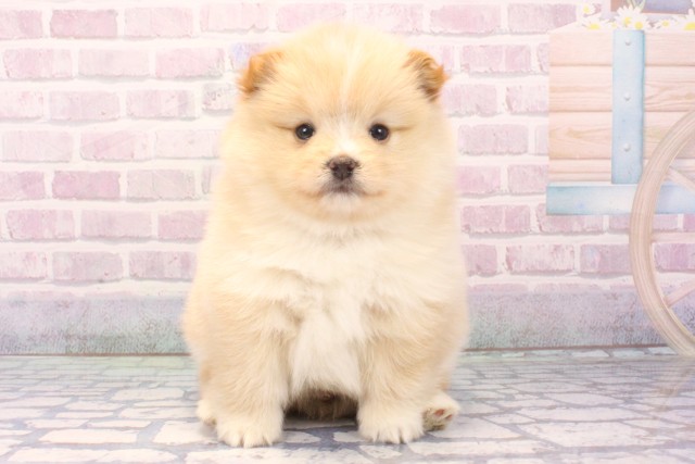 兵庫県のポメ柴/豆ポメ/ポメ豆柴(ポメラニアン×柴犬) (Coo&RIKU神戸三宮店/2025年11月26日生まれ/男の子/白)の子犬の1枚目の画像