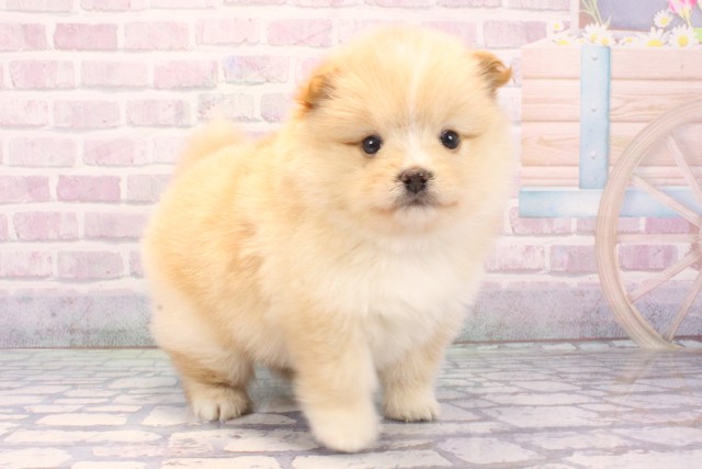 兵庫県のポメ柴/豆ポメ/ポメ豆柴(ポメラニアン×柴犬) (Coo&RIKU神戸三宮店/2025年11月26日生まれ/男の子/白)の子犬の2枚目の画像