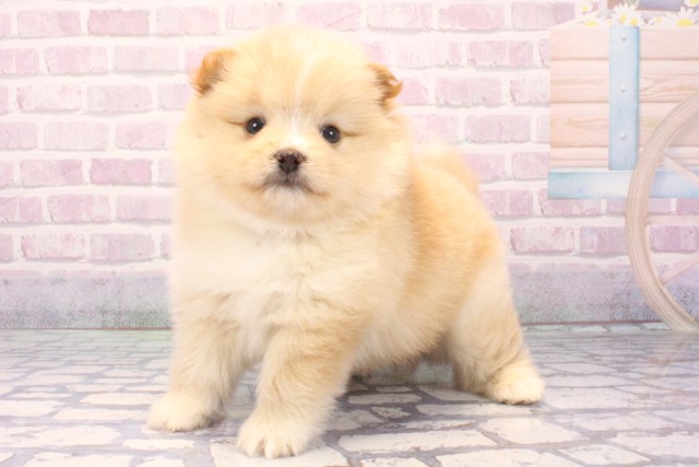 兵庫県のポメ柴/豆ポメ/ポメ豆柴(ポメラニアン×柴犬) (Coo&RIKU神戸三宮店/2025年11月26日生まれ/男の子/白)の子犬の3枚目の画像