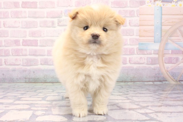 大阪府のポメプー(ポメラニアン×プードル) (Coo&RIKU東大阪店/2025年11月28日生まれ/男の子/クリーム)の子犬