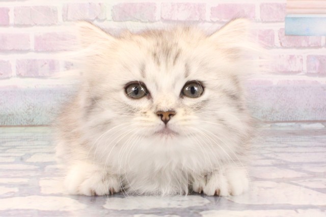 大阪府のミヌエット (Coo&RIKU心斎橋店/2025年11月29日生まれ/女の子/シルバータビーホワイト)の子猫