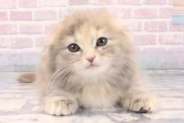 大阪府のスコティッシュフォールド (Coo&RIKU心斎橋店/2025年11月29日生まれ/女の子/ブルーパッチドタビーホワイト)の子猫