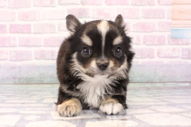 大阪府のチワワ(ロング) (Coo&RIKU心斎橋店/2025年11月30日生まれ/女の子/ブラックタンホワイト)の子犬