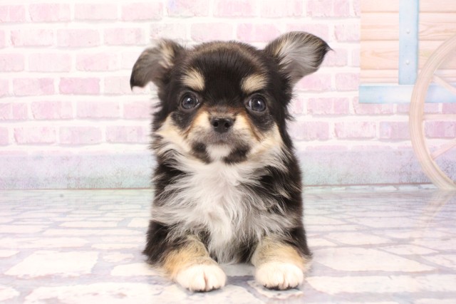 兵庫県のチワワ(ロング) (Coo&RIKU神戸三宮店/2025年11月30日生まれ/男の子/ブラックタンホワイト)の子犬の1枚目の画像