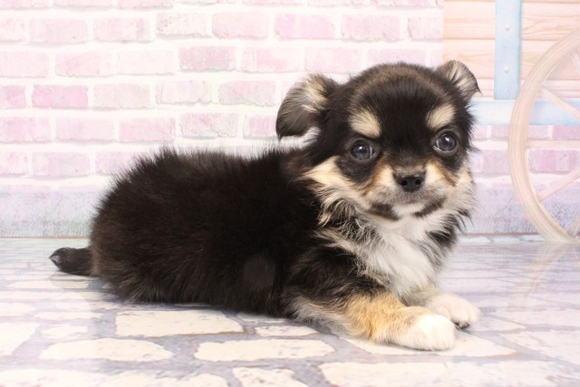 兵庫県のチワワ(ロング) (Coo&RIKU神戸三宮店/2025年11月30日生まれ/男の子/ブラックタンホワイト)の子犬の2枚目の画像