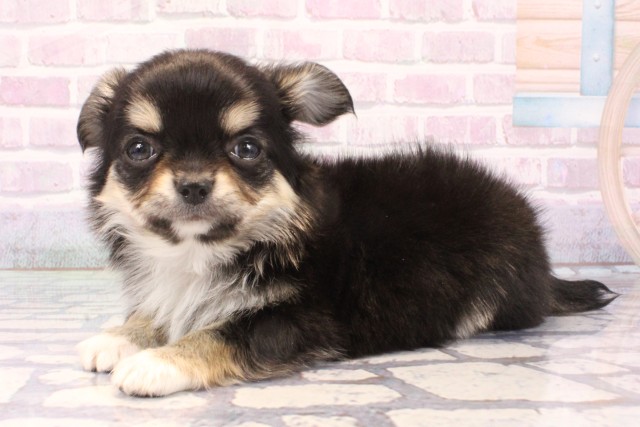 兵庫県のチワワ(ロング) (Coo&RIKU神戸三宮店/2025年11月30日生まれ/男の子/ブラックタンホワイト)の子犬の3枚目の画像