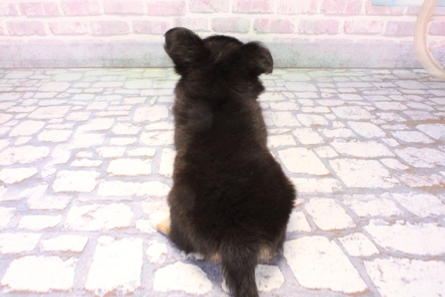 兵庫県のチワワ(ロング) (Coo&RIKU神戸三宮店/2025年11月30日生まれ/男の子/ブラックタンホワイト)の子犬の4枚目の画像