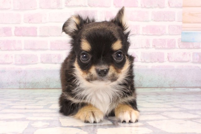 滋賀県のチワワ(ロング) (Coo&RIKU滋賀草津店/2025年11月30日生まれ/男の子/ブラックタンホワイト)の子犬の1枚目の画像