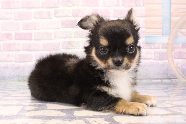 滋賀県のチワワ(ロング) (Coo&RIKU滋賀草津店/2025年11月30日生まれ/男の子/ブラックタンホワイト)の子犬の2枚目の画像