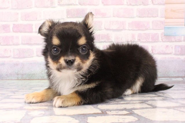 滋賀県のチワワ(ロング) (Coo&RIKU滋賀草津店/2025年11月30日生まれ/男の子/ブラックタンホワイト)の子犬の3枚目の画像