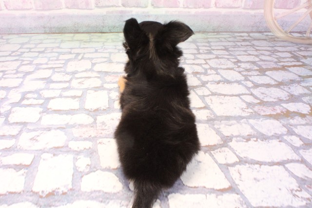 滋賀県のチワワ(ロング) (Coo&RIKU滋賀草津店/2025年11月30日生まれ/男の子/ブラックタンホワイト)の子犬の4枚目の画像