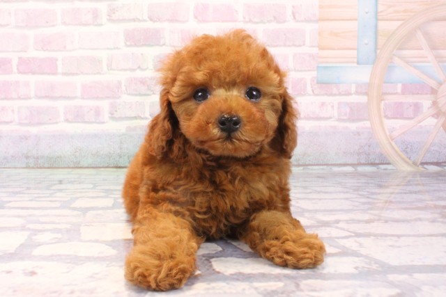 滋賀県のトイプードル(トイ) (Coo&RIKU滋賀草津店/2025年11月29日生まれ/男の子/レッドフォーン)の子犬の1枚目の画像