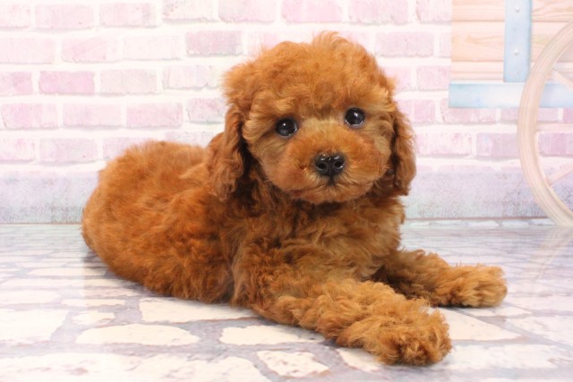 滋賀県のトイプードル(トイ) (Coo&RIKU滋賀草津店/2025年11月29日生まれ/男の子/レッドフォーン)の子犬の2枚目の画像