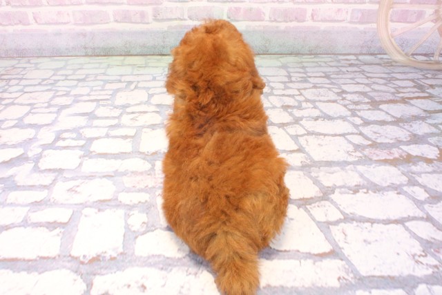 滋賀県のトイプードル(トイ) (Coo&RIKU滋賀草津店/2025年11月29日生まれ/男の子/レッドフォーン)の子犬の4枚目の画像