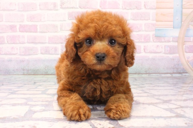 大阪府のトイプードル(トイ) (Coo&RIKU枚方店/2025年11月29日生まれ/男の子/レッドフォーン)の子犬