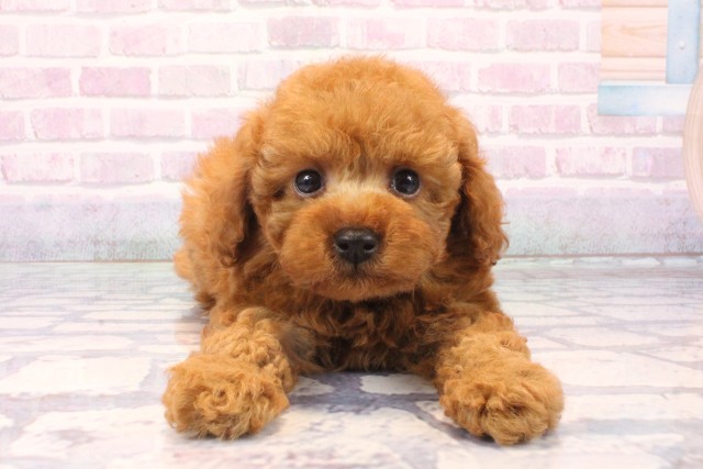 京都府のトイプードル(トイ) (Coo&RIKU京都河原町店/2025年11月29日生まれ/男の子/レッドフォーン)の子犬の1枚目の画像