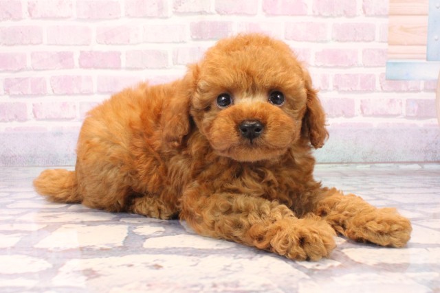 京都府のトイプードル(トイ) (Coo&RIKU京都河原町店/2025年11月29日生まれ/男の子/レッドフォーン)の子犬の2枚目の画像