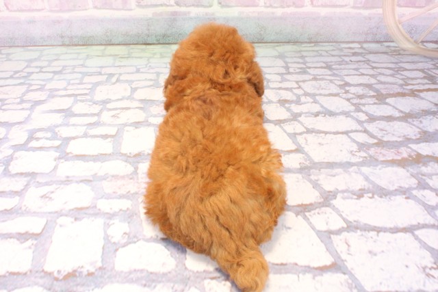 京都府のトイプードル(トイ) (Coo&RIKU京都河原町店/2025年11月29日生まれ/男の子/レッドフォーン)の子犬の4枚目の画像