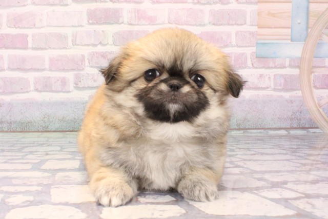 大阪府のチワペキ/ペキチー/ペキチワ(チワワ×ペキニーズ) (Coo&RIKU天王寺店/2025年11月26日生まれ/女の子/フォーン)の子犬