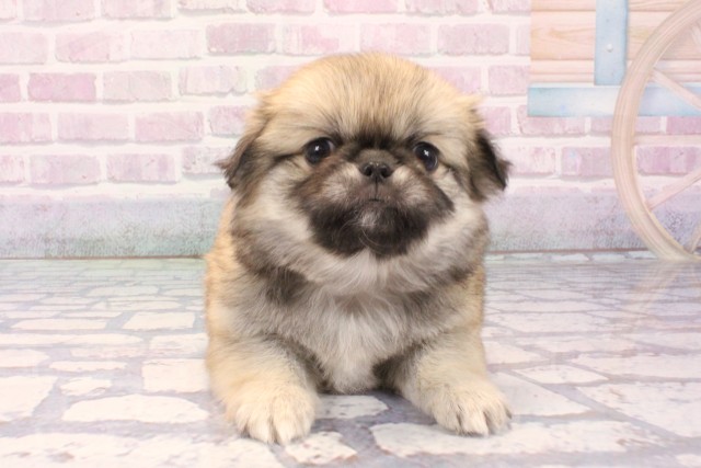 兵庫県のチワペキ/ペキチー/ペキチワ(チワワ×ペキニーズ) (Coo&RIKU明石店/2025年11月26日生まれ/女の子/フォーン)の子犬の1枚目の画像