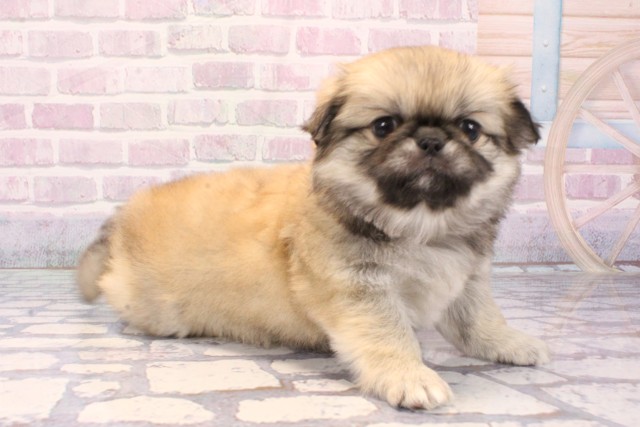 兵庫県のチワペキ/ペキチー/ペキチワ(チワワ×ペキニーズ) (Coo&RIKU明石店/2025年11月26日生まれ/女の子/フォーン)の子犬の2枚目の画像