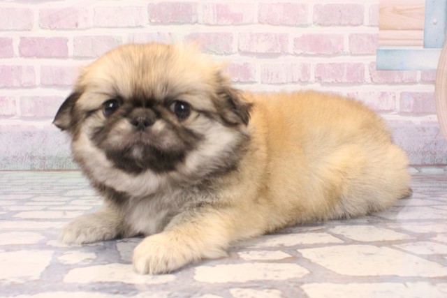 兵庫県のチワペキ/ペキチー/ペキチワ(チワワ×ペキニーズ) (Coo&RIKU明石店/2025年11月26日生まれ/女の子/フォーン)の子犬の3枚目の画像