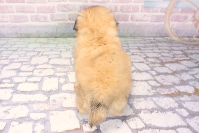 兵庫県のチワペキ/ペキチー/ペキチワ(チワワ×ペキニーズ) (Coo&RIKU明石店/2025年11月26日生まれ/女の子/フォーン)の子犬の4枚目の画像