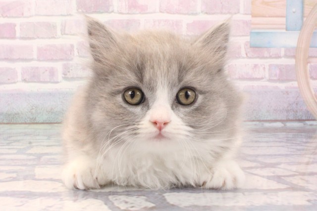 大阪府のマンチカン (Coo&RIKU心斎橋店/2025年11月30日生まれ/男の子/ブルーホワイト)の子猫の1枚目の画像