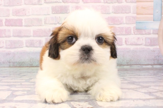 大阪府のシーズー (Coo&RIKU心斎橋店/2025年11月30日生まれ/男の子/ホワイトゴールド)の子犬