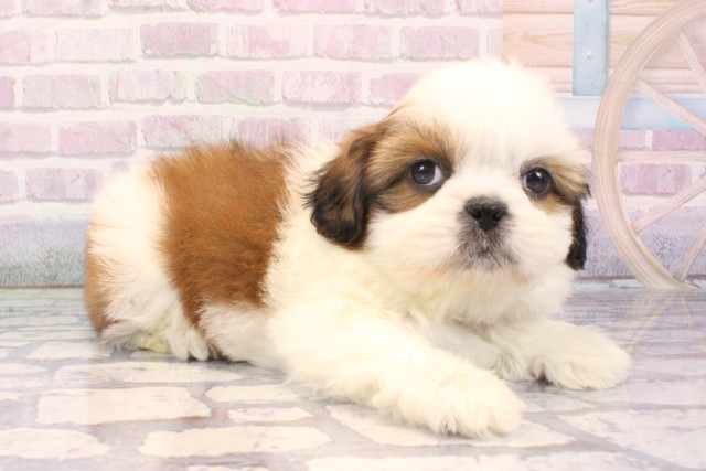 大阪府のシーズー (Coo&RIKU心斎橋店/2025年11月30日生まれ/男の子/ホワイトゴールド)の子犬の2枚目の画像