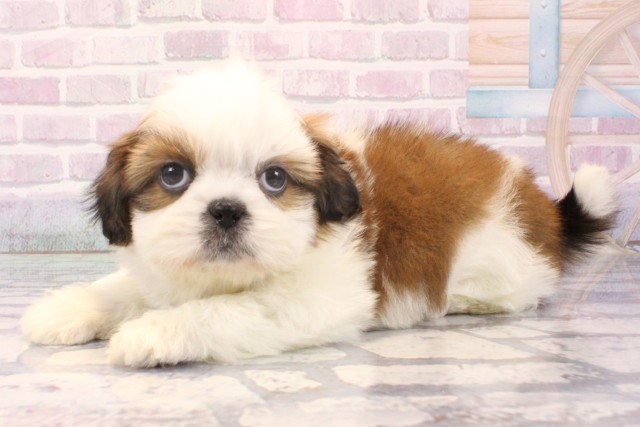 大阪府のシーズー (Coo&RIKU心斎橋店/2025年11月30日生まれ/男の子/ホワイトゴールド)の子犬の3枚目の画像