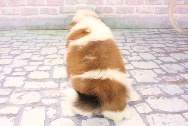 大阪府のシーズー (Coo&RIKU心斎橋店/2025年11月30日生まれ/男の子/ホワイトゴールド)の子犬の4枚目の画像