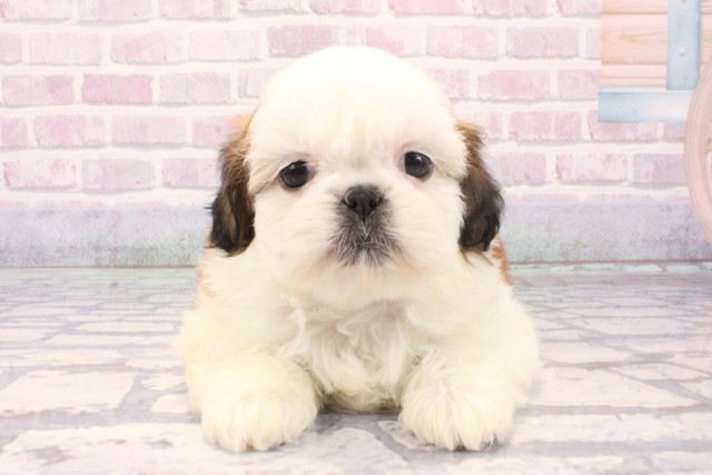 大阪府のシーズー (Coo&RIKU枚方店/2025年11月30日生まれ/女の子/ホワイトゴールド)の子犬