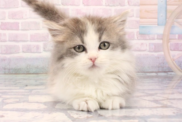 大阪府のマンチカン (Coo&RIKU茶屋町店/2025年11月14日生まれ/男の子/ブルータビーホワイト)の子猫の1枚目の画像