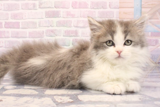 大阪府のマンチカン (Coo&RIKU茶屋町店/2025年11月14日生まれ/男の子/ブルータビーホワイト)の子猫の2枚目の画像