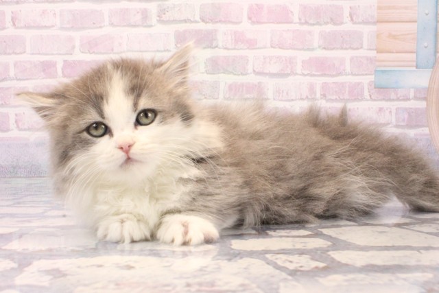 大阪府のマンチカン (Coo&RIKU茶屋町店/2025年11月14日生まれ/男の子/ブルータビーホワイト)の子猫の3枚目の画像