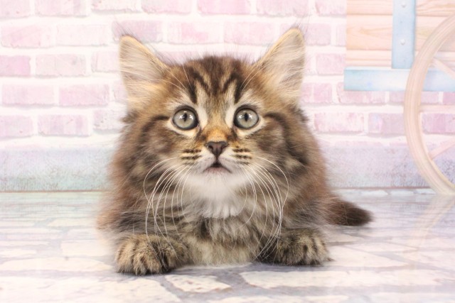 兵庫県のミヌエット (Coo&RIKU神戸三宮店/2025年11月28日生まれ/女の子/ブラウンタビー)の子猫