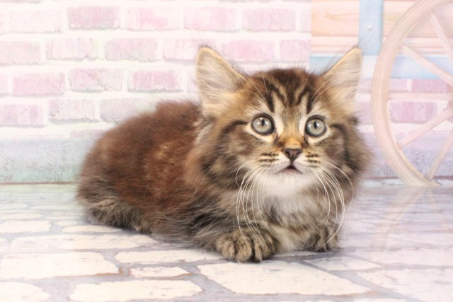 兵庫県のミヌエット (Coo&RIKU神戸三宮店/2025年11月28日生まれ/女の子/ブラウンタビー)の子猫の2枚目の画像