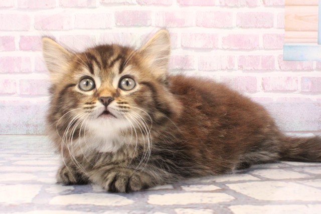 兵庫県のミヌエット (Coo&RIKU神戸三宮店/2025年11月28日生まれ/女の子/ブラウンタビー)の子猫の3枚目の画像